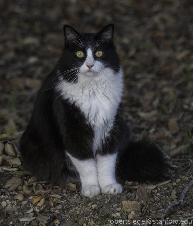 cat in the grass